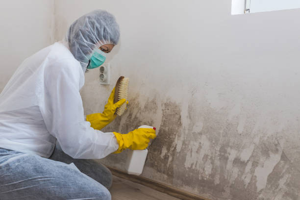 Mold Odor Removal Services in Idabel, OK